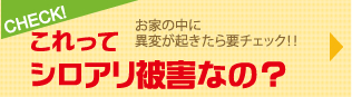 これってシロアリ被害なの？