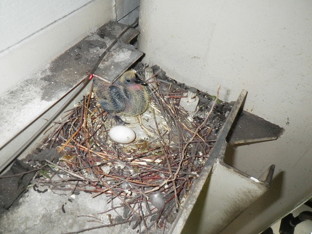 鳥被害 営巣 三共プロテック