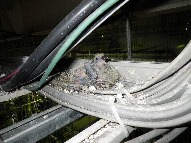 鳥被害 営巣 三共プロテック