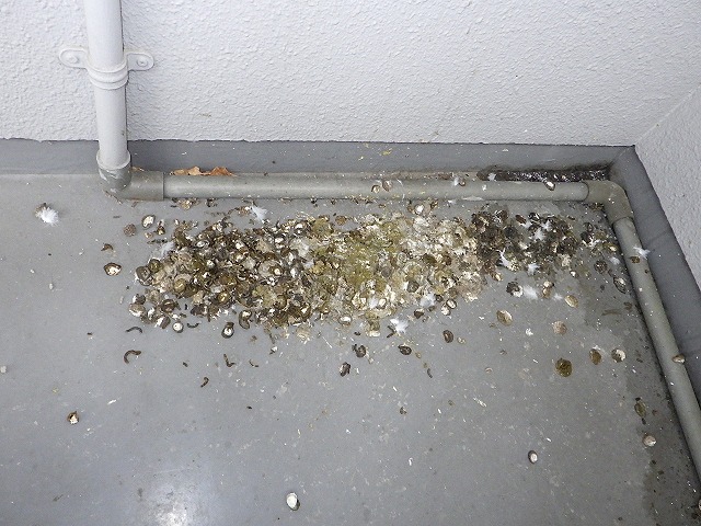 鳥被害 フンによる被害 三共プロテック