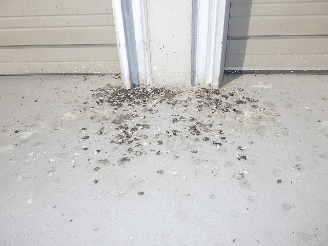 鳥被害 フンによる被害 三共プロテック