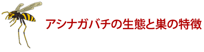 アシナガバチの生態と巣の特徴　ハチ対策